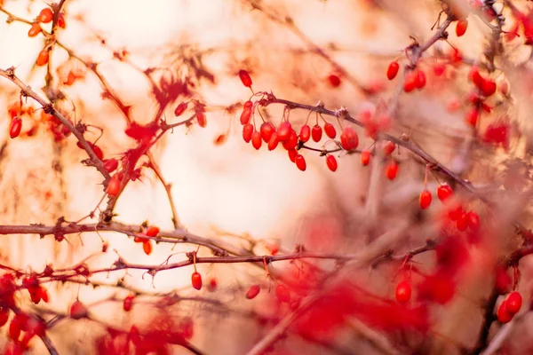 Sonbahar sanat - Doğa ve çevre kavramı, zarif görseller