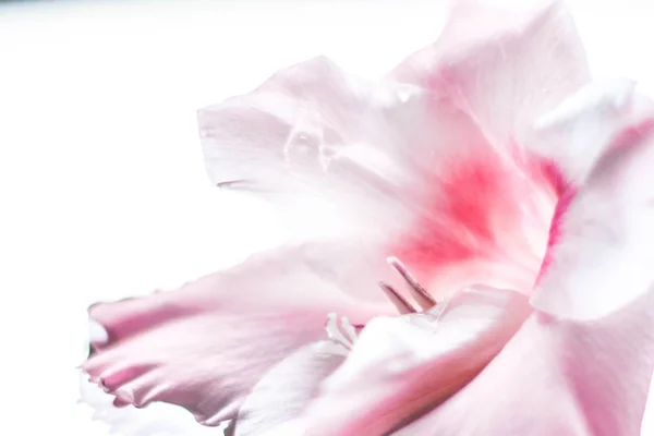 Цветочный Цветок Свадьба Праздник Цветочный Сад Стиле Концепции Элегантные Визуальные — стоковое фото