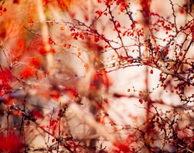 Sonbahar sanat - Doğa ve çevre kavramı, zarif görseller