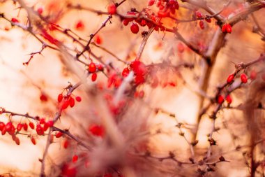 Sonbahar sanat - Doğa ve çevre kavramı, zarif görseller