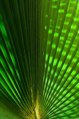 palmiye ağacı yaprak - seyahat, egzotik ve tropikal arka planlar kavramı, zarif görsel tarz