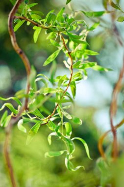Doğa - çevre, ekoloji, bitkiler ve Bahçe kavramı, zarif görsel güzelliği