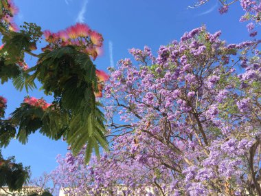 bloom - güzellik, Doğa, manzara ve çevre kavram, zarif görsel ağacında