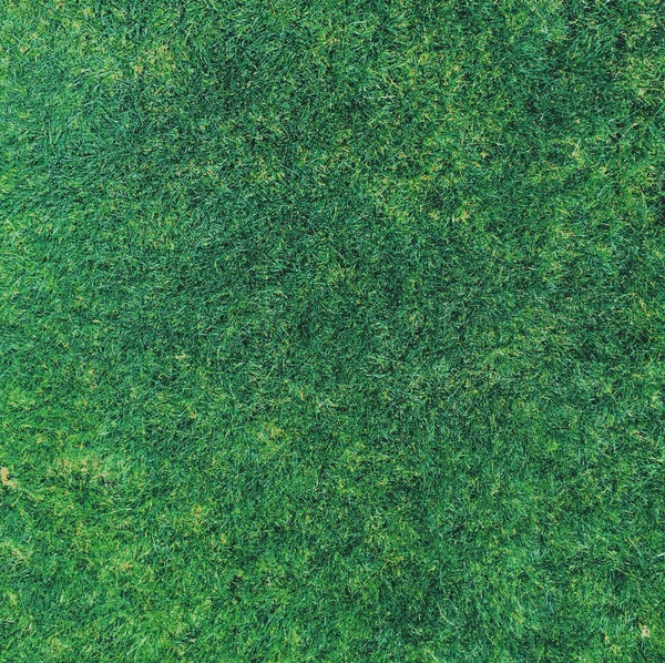 Gras Auf Hinterhofrasen Haus Wohn Und Gartenkonzept Elegante Optik — Stockfoto