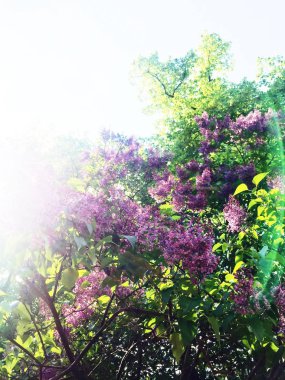 bloom - güzellik, Doğa, manzara ve çevre kavram, zarif görsel ağacında