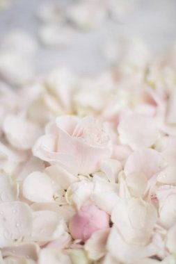 gül çiçek yaprakları üzerinde mermer - düğün, tatil ve çiçek Bahçe tasarımlı kavram, zarif görseller