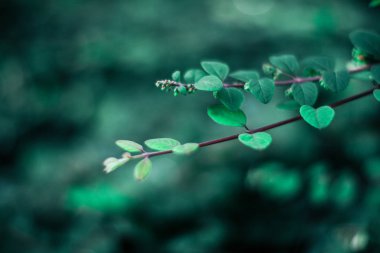 Doğa - çevre, ekoloji, bitkiler ve Bahçe kavramı, zarif görsel güzelliği