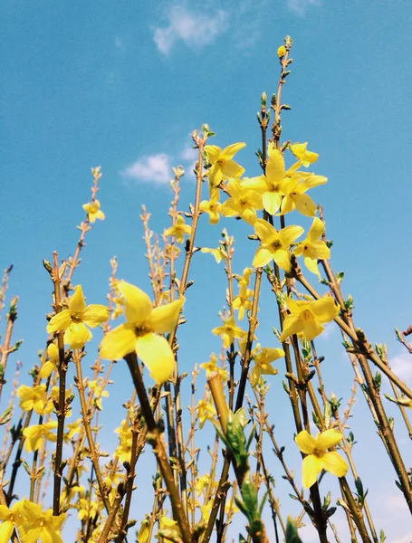 Floral Λουλούδια Γάμος Διακοπές Και Στυλ Έννοια Κομψά Γραφικά Λουλούδι — Φωτογραφία Αρχείου