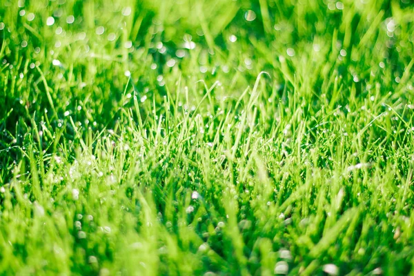 后院草坪上的草 家庭和园艺的概念 优雅的视觉效果 — 图库照片