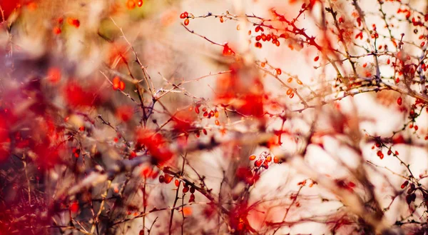 抽象的な秋の芸術 環境概念 エレガントな視覚効果 — ストック写真