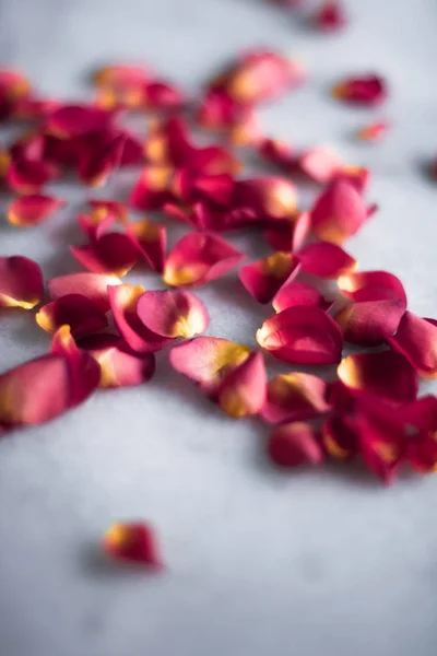 Pétales Rose Sur Marbre Flatlay Mariage Vacances Fond Floral Concept — Photo