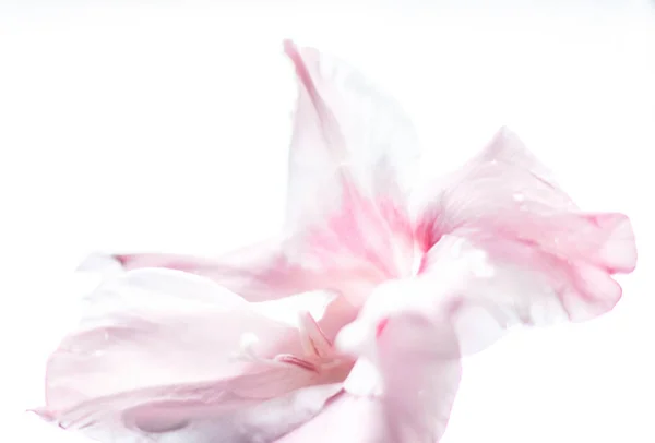 Цветочный Цветок Свадьба Праздник Цветочный Сад Стиле Концепции Элегантные Визуальные — стоковое фото