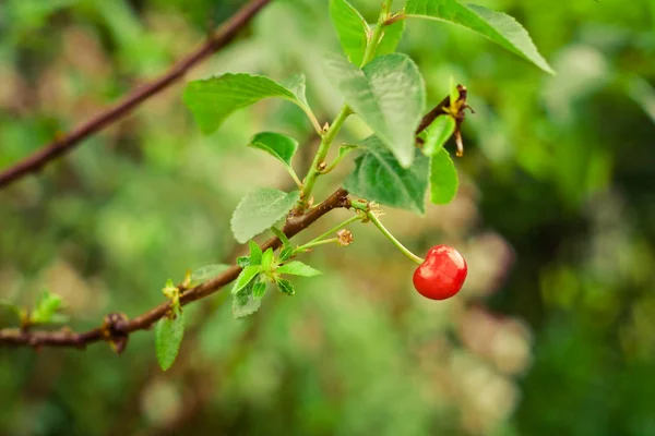 beauty of nature - environment, ecology, plants and gardening concept, elegant visuals