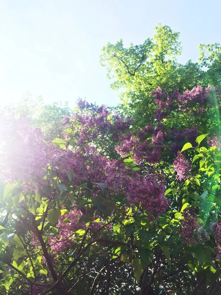 Arbre Fleurs Beauté Dans Nature Paysage Concept Environnement Visuels Élégants — Photo