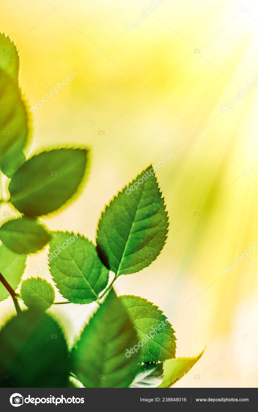 Folhas Verde Primavera Estilo Conceito Fundos Natureza Stock Photo C Anneleven 238848016