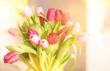 tulips in sunlight - floral, spring holidays and birthday gift styled concept