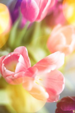 tulips in sunlight - floral, spring holidays and birthday gift styled concept