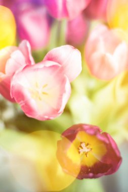 tulips in sunlight - floral, spring holidays and birthday gift styled concept