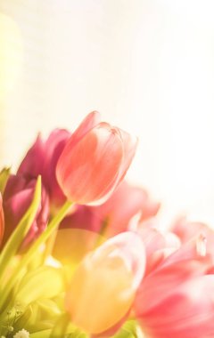 tulips in sunlight - floral, spring holidays and birthday gift styled concept