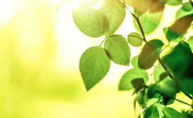 yeşil yaprakları - doğa arka planları ve kavram tarz bahar