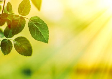 yeşil yaprakları - doğa arka planları ve kavram tarz bahar