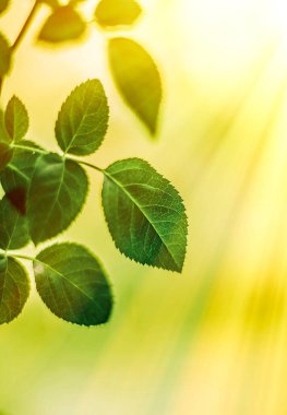 yeşil yaprakları - doğa arka planları ve kavram tarz bahar