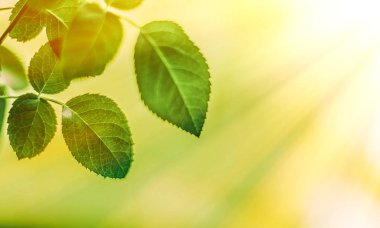 yeşil yaprakları - doğa arka planları ve kavram tarz bahar