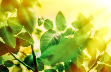 yeşil yaprakları - doğa arka planları ve kavram tarz bahar