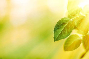 yeşil yaprakları - doğa arka planları ve kavram tarz bahar