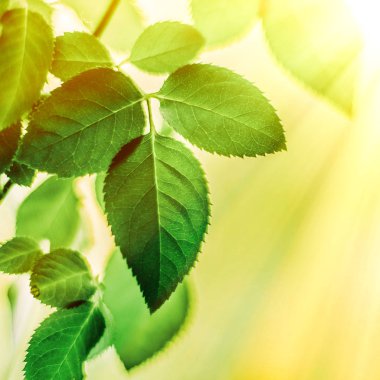 yeşil yaprakları - doğa arka planları ve kavram tarz bahar