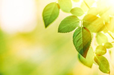 yeşil yaprakları - doğa arka planları ve kavram tarz bahar