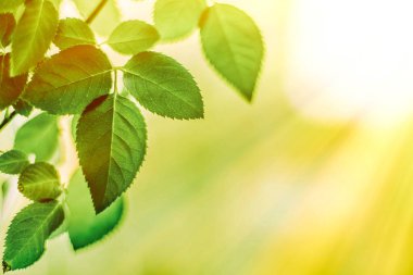 yeşil yaprakları - doğa arka planları ve kavram tarz bahar