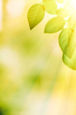 yeşil yaprakları - doğa arka planları ve kavram tarz bahar