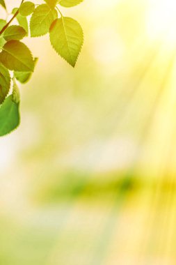 yeşil yaprakları - doğa arka planları ve kavram tarz bahar