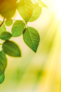 yeşil yaprakları - doğa arka planları ve kavram tarz bahar