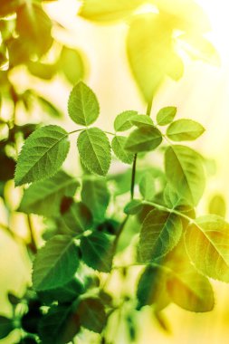 yeşil yaprakları - doğa arka planları ve kavram tarz bahar