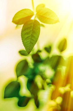 yeşil yaprakları - doğa arka planları ve kavram tarz bahar