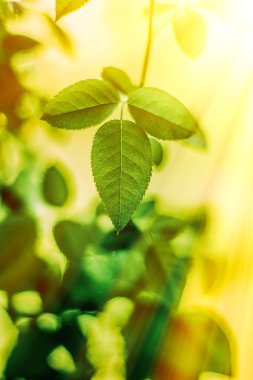 yeşil yaprakları - doğa arka planları ve kavram tarz bahar