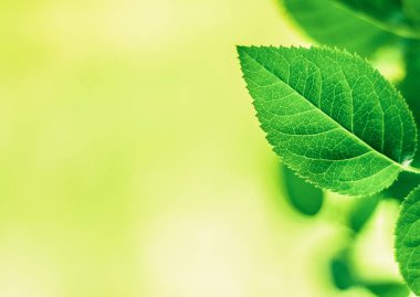 yeşil yaprakları - doğa arka planları ve kavram tarz bahar
