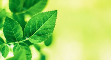 yeşil yaprakları - doğa arka planları ve kavram tarz bahar