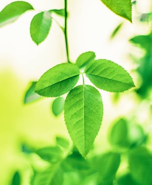 yeşil yaprakları - doğa arka planları ve kavram tarz bahar