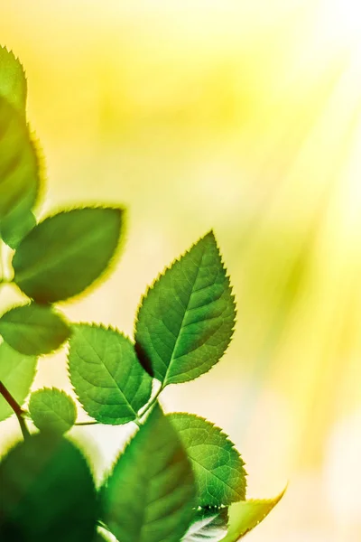 Folhas Verdes Fundos Natureza Conceito Estilo Primavera — Fotografia de Stock