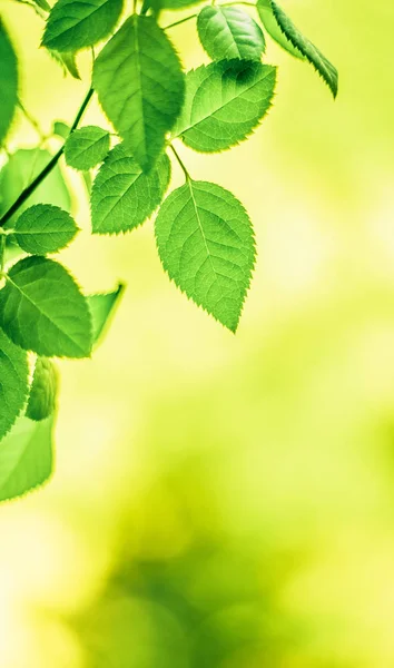 Gröna Blad Natur Bakgrunder Och Springtime Stylad Koncept — Stockfoto