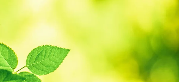 Folhas Verdes Fundos Natureza Conceito Estilo Primavera — Fotografia de Stock