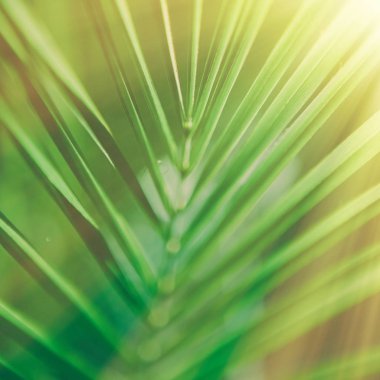 güneş ışığında - yaz arka planlar palmiye yaprakları ve tatil kavramı tarz