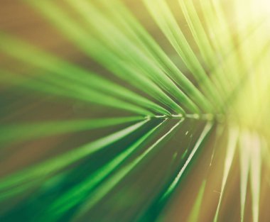 güneş ışığında - yaz arka planlar palmiye yaprakları ve tatil kavramı tarz