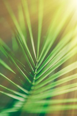 güneş ışığında - yaz arka planlar palmiye yaprakları ve tatil kavramı tarz