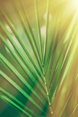 güneş ışığında - yaz arka planlar palmiye yaprakları ve tatil kavramı tarz