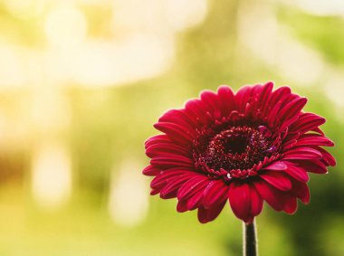 kırmızı çiçek ve güneşli bir gün - bahar tatil ve çiçek arka planlar kavramı tarz