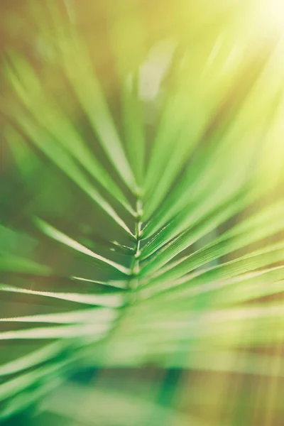 Folhas Palmeira Luz Sol Fundos Verão Férias Conceito Estilo — Fotografia de Stock